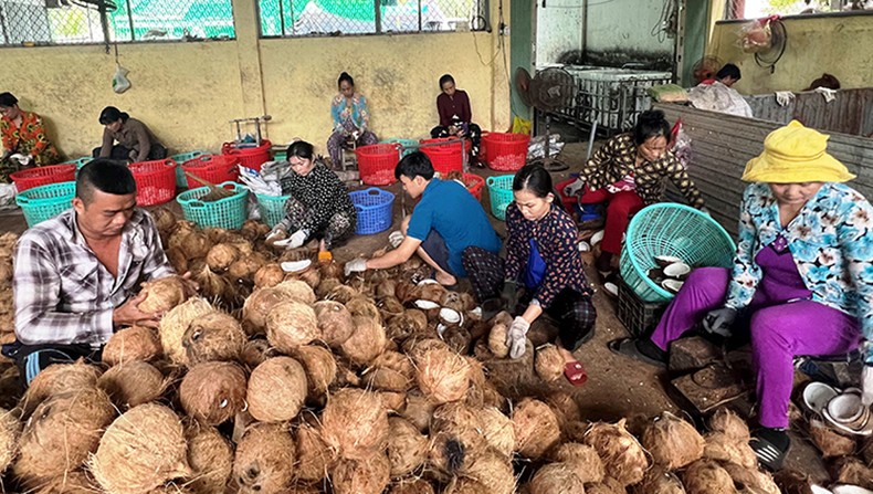 Hợp tác xã nông nghiệp Thới Thạnh, huyện Thạnh Phú, tỉnh Bến Tre thu gom nông sản của thành viên.